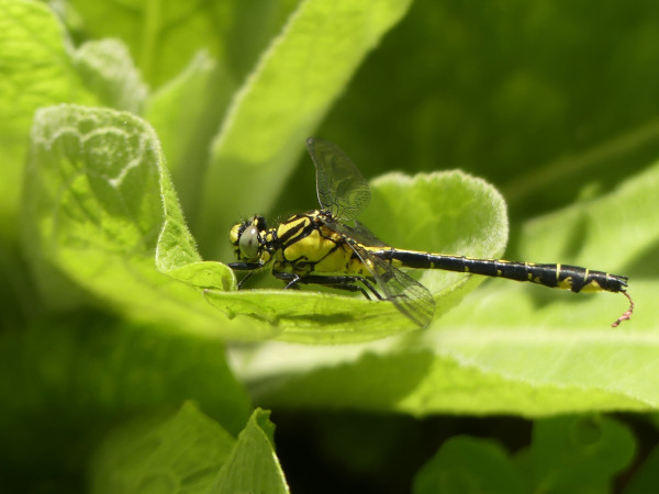 Gomphe à pattes noires (Gomphus vulgatissimus) © LPO Aquitaine